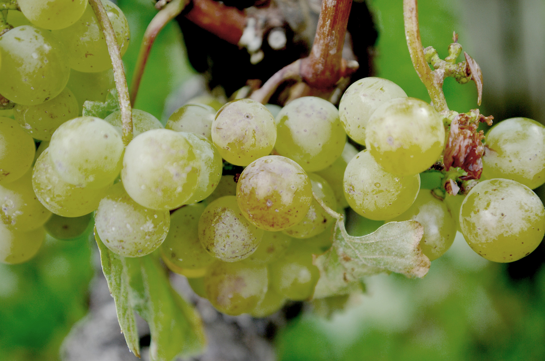 Biotrauben am Weinstock